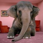 elephant-room11